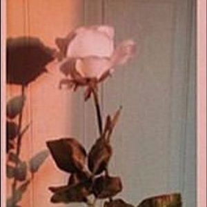 Meet your Posher, Dulce